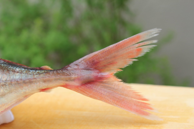 ajiIMG_2682.jpg