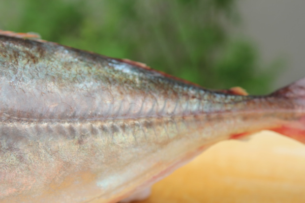 ajiIMG_2683.jpg