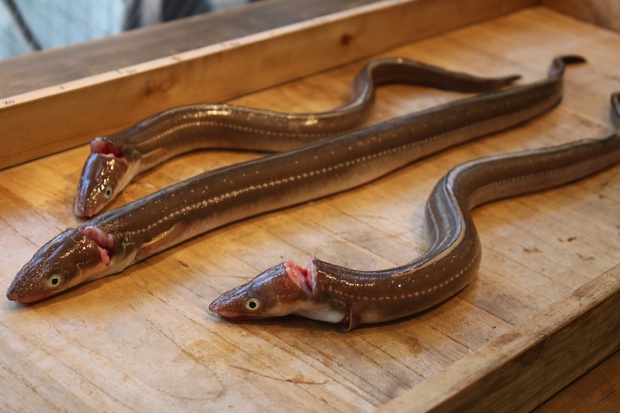 まあなご マアナゴ 真穴子 Conger Congridae ブログ 酢飯屋 文京区水道 江戸川橋にある寿司 カフェ ギャラリーの複合店