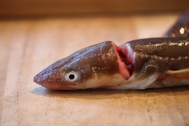 まあなご マアナゴ 真穴子 Conger Congridae ブログ 酢飯屋 文京区水道 江戸川橋にある寿司 カフェ ギャラリーの複合店