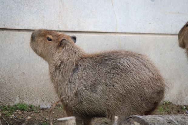 かぴばら カピバラ オニテンジクネズミ 鬼天竺鼠 Hydrochoerus Hydrochaeris ブログ 酢飯屋 文京区水道 江戸川橋にある寿司 カフェ ギャラリーの複合店