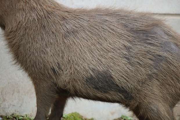 かぴばら カピバラ オニテンジクネズミ 鬼天竺鼠 Hydrochoerus Hydrochaeris ブログ 酢飯屋 文京区水道 江戸川橋にある寿司 カフェ ギャラリーの複合店