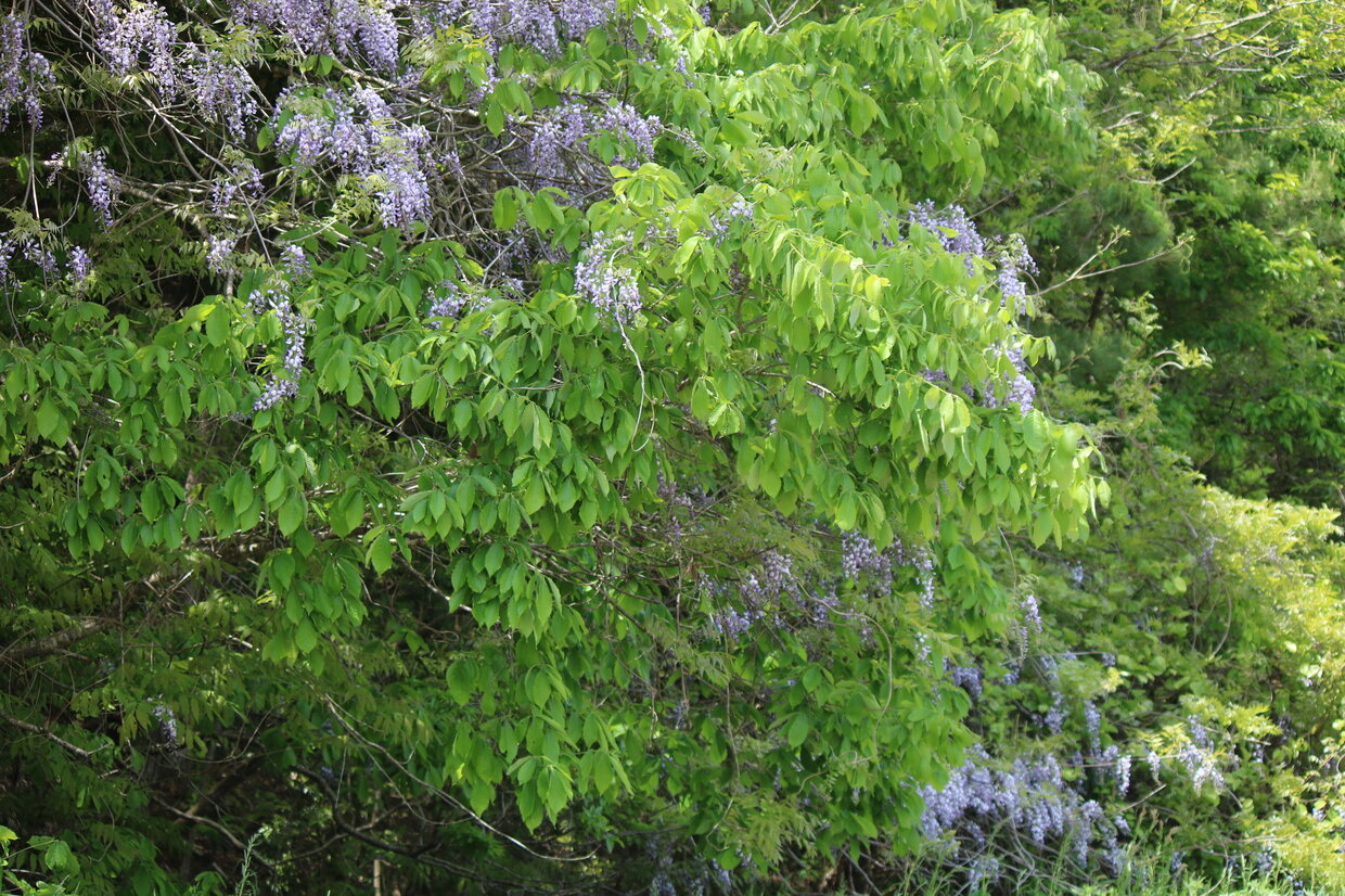 IMG_2602.jpg