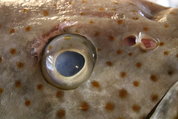 chaiIMG_9220.jpg