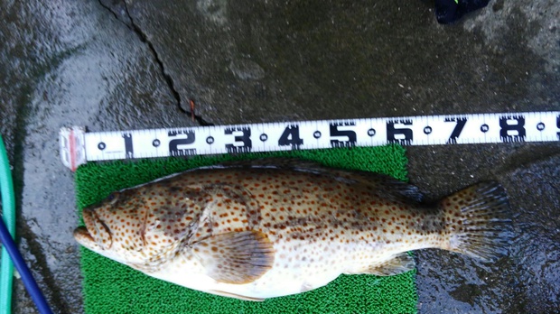 cyairomaruhata1496439499913.jpg