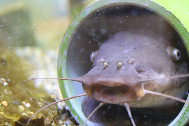 でんきなまず デンキナマズ 電気鯰 Malapterurus Electricus ブログ 酢飯屋 文京区水道 江戸川橋にある寿司 カフェ ギャラリーの複合店