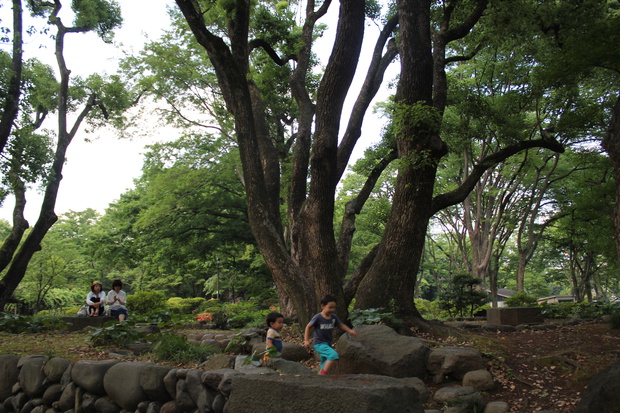 hibiIMG_3031.jpg