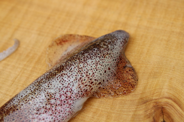 hiikaIMG_2914.jpg