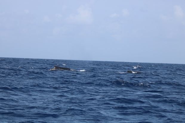 hoeIMG_8538.jpg