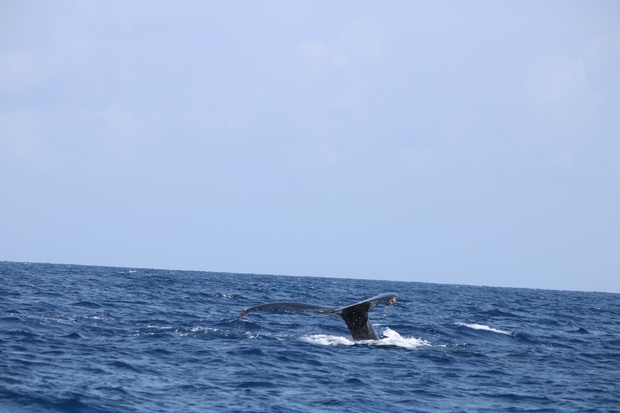 hoeIMG_8542.jpg