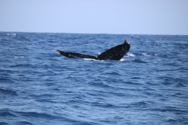 hoeIMG_8543.jpg