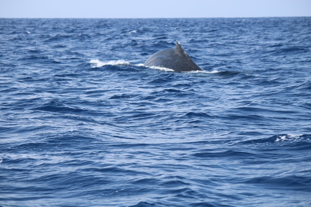 hoeIMG_8545.jpg