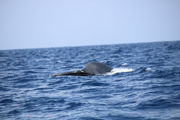 hoeIMG_8546.jpg