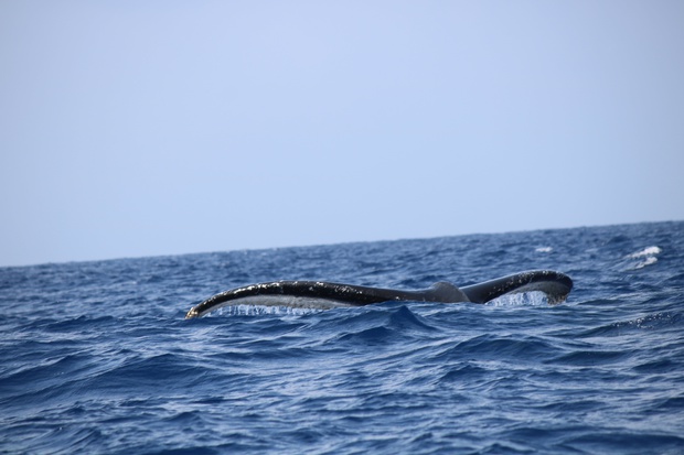 hoeIMG_8547.jpg