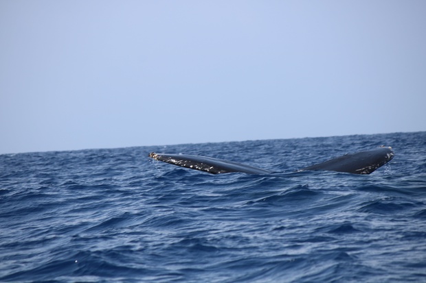 hoeIMG_8548.jpg