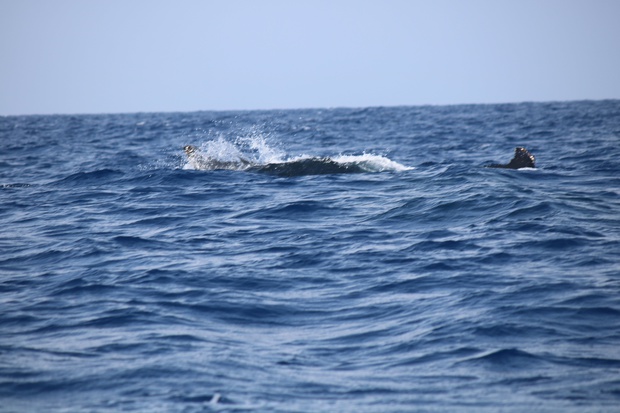 hoeIMG_8549.jpg