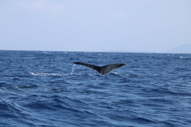 hoeIMG_8551.jpg