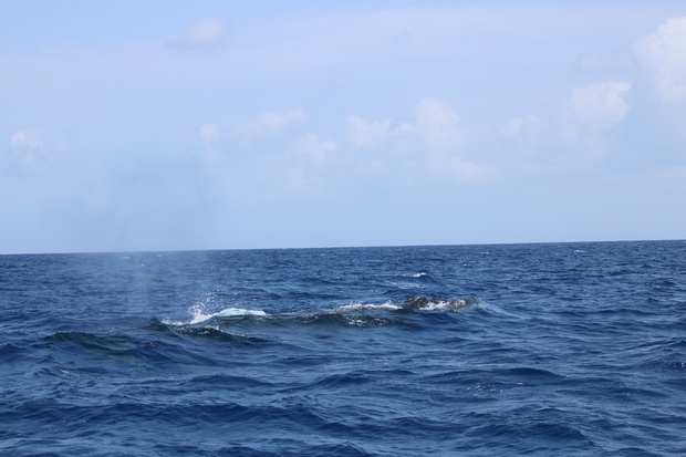 hoeIMG_8554.jpg