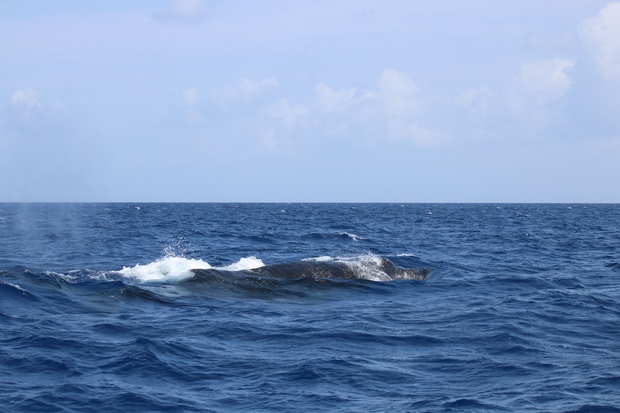 hoeIMG_8555.jpg