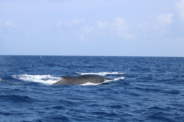 hoeIMG_8556.jpg
