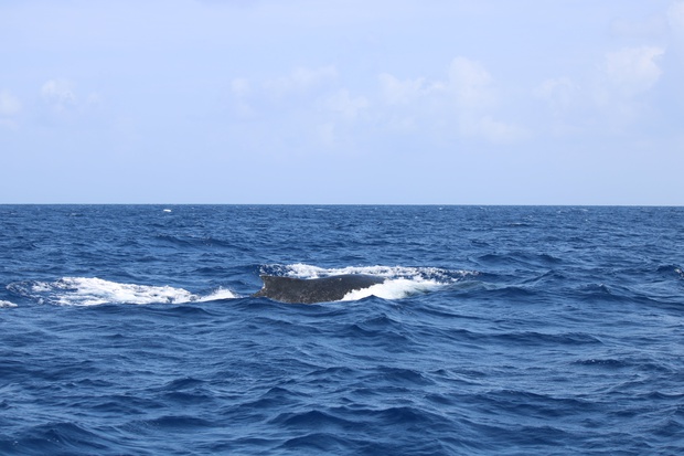 hoeIMG_8557.jpg