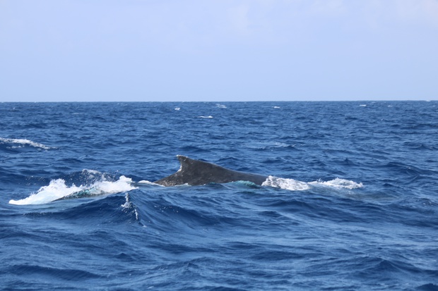 hoeIMG_8558.jpg
