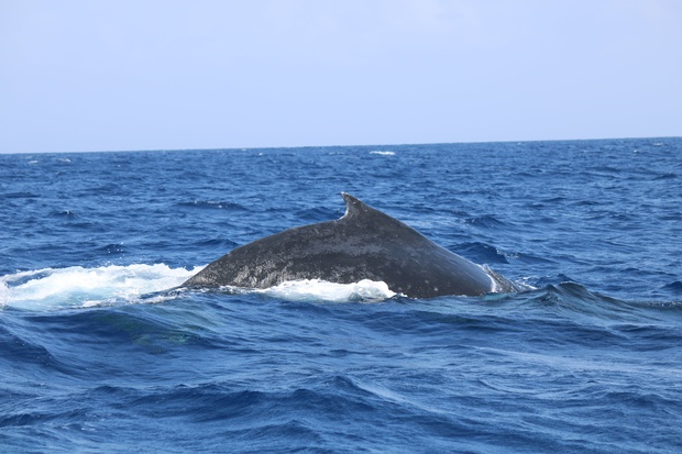 hoeIMG_8559.jpg