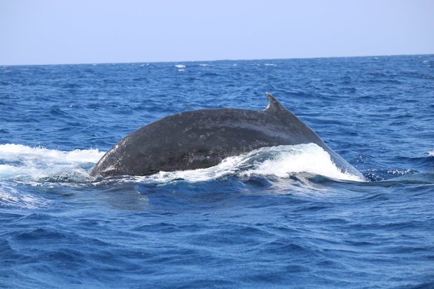 hoeIMG_8560.jpg