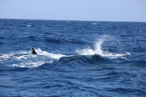 hoeIMG_8565.jpg