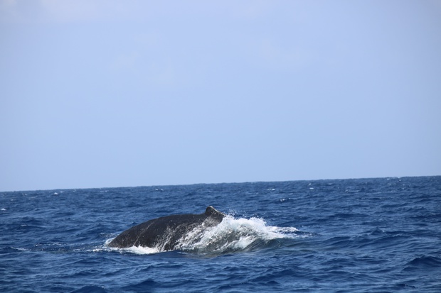 hoeIMG_8567.jpg