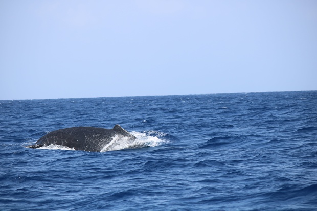 hoeIMG_8568.jpg