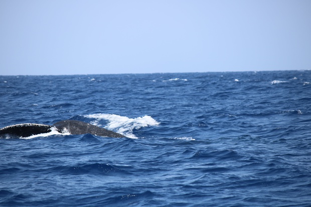 hoeIMG_8569.jpg