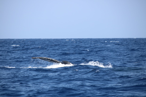 hoeIMG_8570.jpg