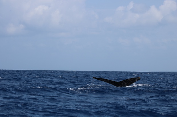 hoeIMG_8571.jpg