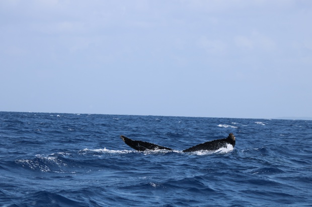 hoeIMG_8572.jpg