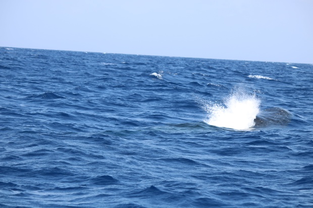 hoeIMG_8576.jpg