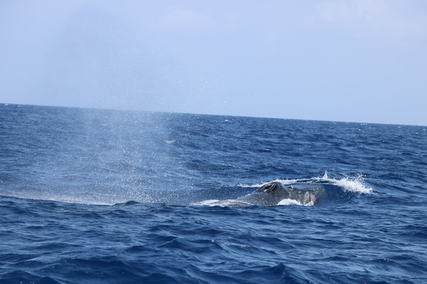 hoeIMG_8578.jpg