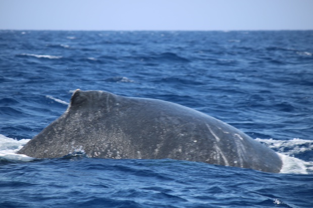 hoeIMG_8580.jpg