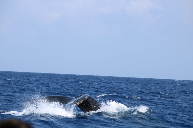 hoeIMG_8589.jpg