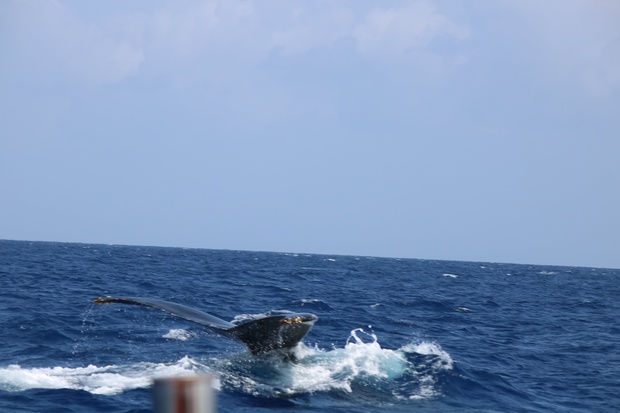 hoeIMG_8590.jpg