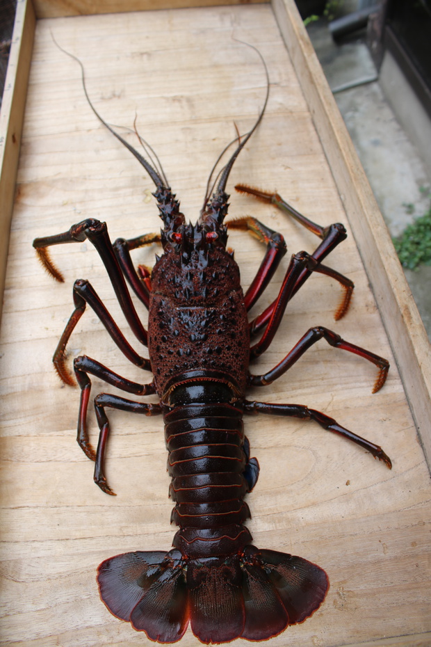 いせえび イセエビ 伊勢海老 Panulirus Japonicus ブログ 酢飯屋 文京区水道 江戸川橋にある寿司 カフェ ギャラリーの複合店