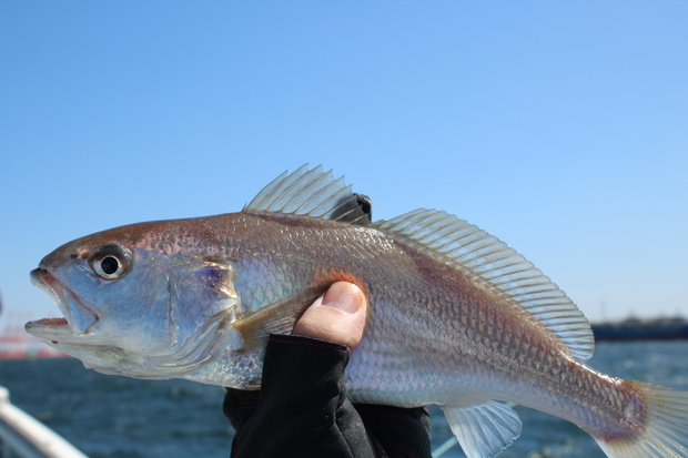 しろぐち シログチ 白愚痴 Pennahia Argentata ブログ 酢飯屋 文京区水道 江戸川橋にある寿司 カフェ ギャラリーの複合店