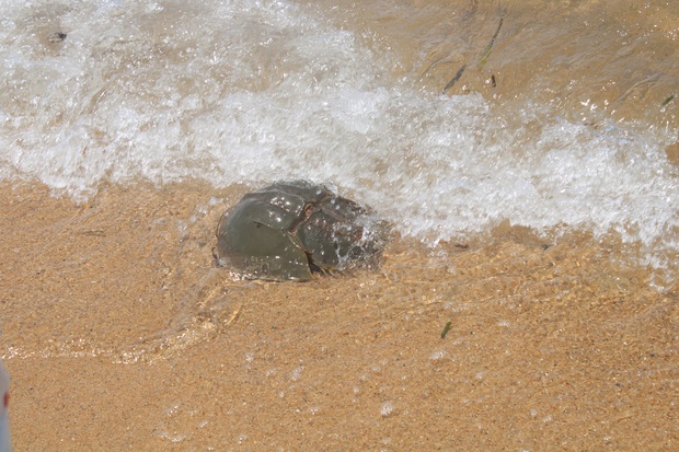 kabuIMG_2504.jpg