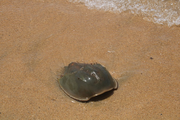 kabuIMG_2505.jpg