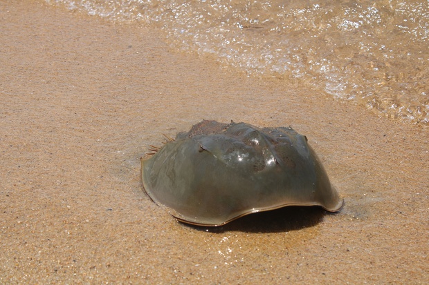 kabuIMG_2507.jpg