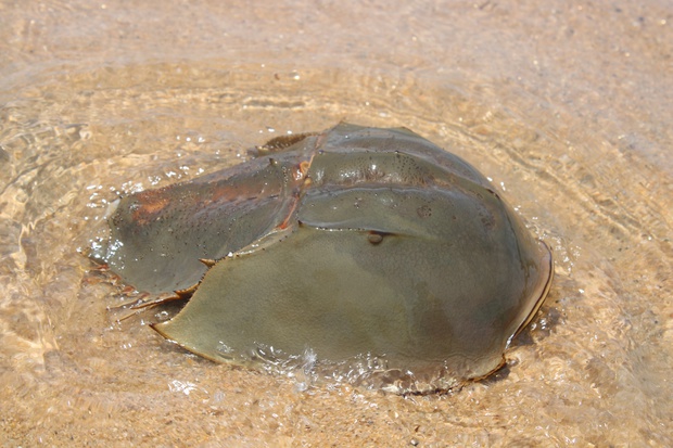 kabuIMG_2510.jpg