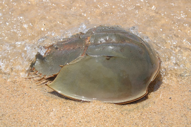 kabuIMG_2512.jpg