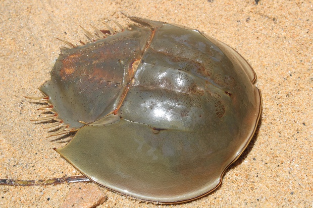 kabuIMG_2520.jpg