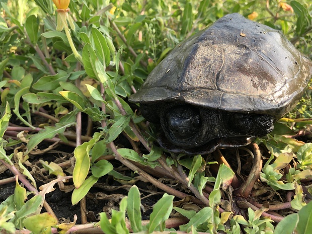 くさがめ クサガメ 草亀 Mauremys Reevesii ブログ 酢飯屋 文京区水道 江戸川橋にある寿司 カフェ ギャラリーの複合店