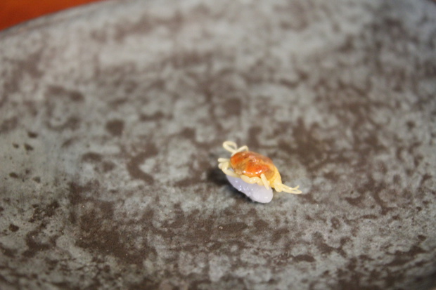 kaniIMG_4659.jpg